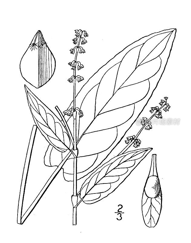 古董植物学植物插图:血红Rumex sanguineus, Bloody Dock